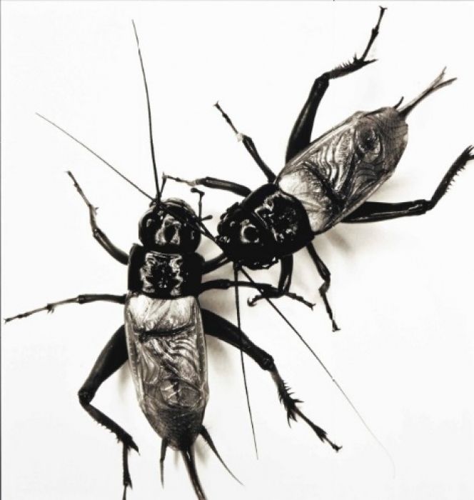 Photographie „Two Fighting Crickets“ des amerikanischen Photographen Irving Penn für 68500 Pfund versteigert