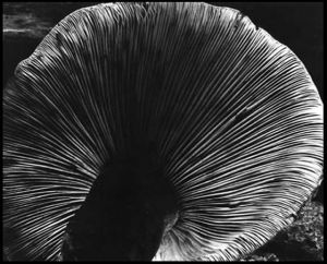 Zeitgenössischen fotographischen Werke - Pilz 1940