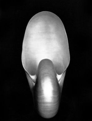 zeitgenössische kunst von Edward Henry Weston - Nautilus 1927