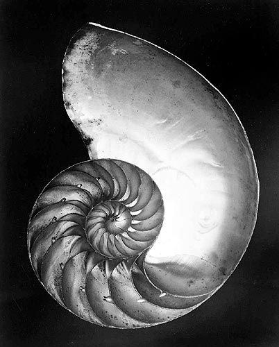 Edward Henry Weston Fotographie - Shell 1927(1)