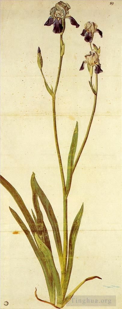 Albrecht Dürer Andere Malerei - Iris