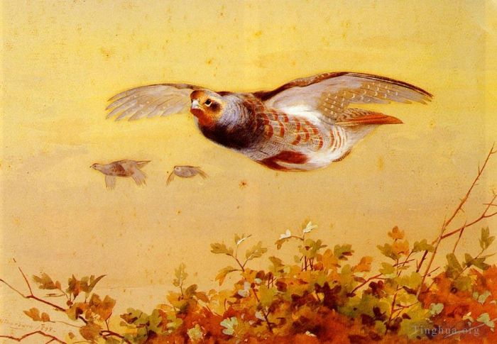 Archibald Thorburn Andere Malerei - Englisches Rebhuhn im Flug