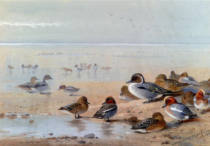 Archibald Thorburn Andere Malerei - Spießente Krickente und Pfeifente am Meeresufer