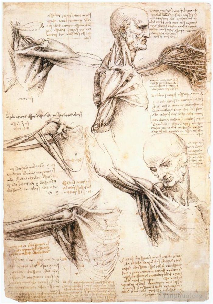 Leonardo da Vinci Andere Malerei - Anatomische Studien der Schulter