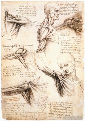 Leonardo da Vinci Werk - Anatomische Studien der Schulter